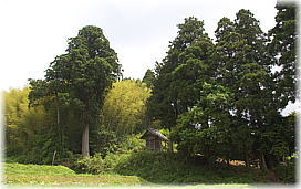 画像：刀那神社の大杉（遠景）