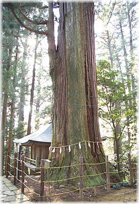 画像：鷲子山の千年杉