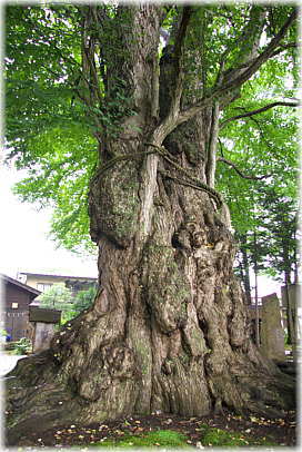 画像：綴子神社の千年桂（裏の顔）