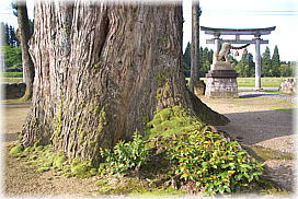 画像：荊波神社のスギ（根元にも若い木が）