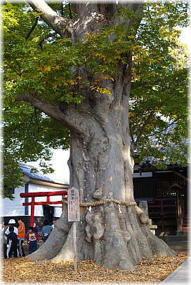 画像：白鳥神社の御神木
