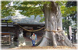 画像：白鳥神社の御神木（幹と並ぶ）