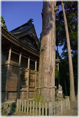 画像：八坂神社のスギ