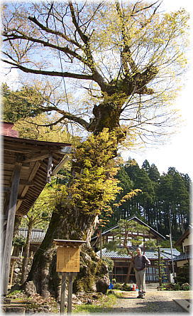 画像：山田の大欅（幹と並ぶ）