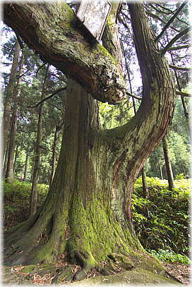 画像：横根の大スギ（向かって右の杉）