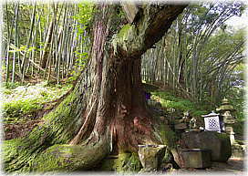 画像：横根の大スギ（向かって左の杉）