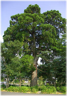 画像：全長寺の一本杉