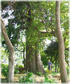画像：全長寺の一本杉（幹と並ぶ）