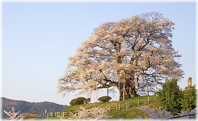 画像：醍醐桜（朝日に立つ）
