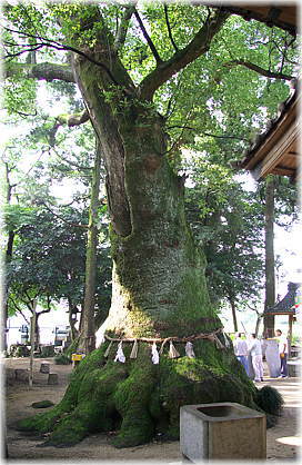 画像：堂ヶ山町神明社のクスノキ