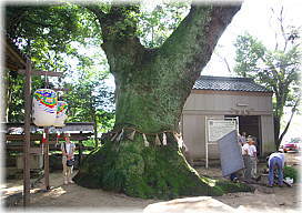 画像：堂ヶ山町神明社のクスノキ（幹と並ぶ）