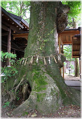 画像：府中神社のケヤキ