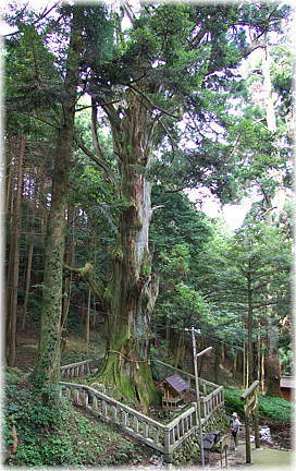 画像：福王神社の御神木