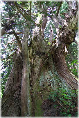 画像：白山杉（下から見上げる）