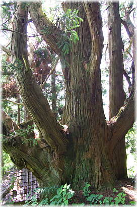 画像：白山杉（背後から見る）