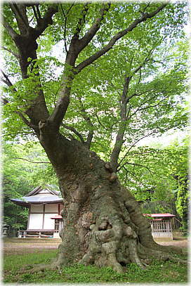 画像：八柱神社のケヤキ_1