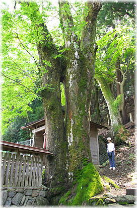 画像：樋田神明神社のケヤキ（幹と並ぶ）