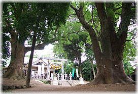 画像：飯野神社のクスノキ