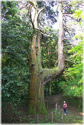 画像：蓮華寺の一向杉（幹と並ぶ）