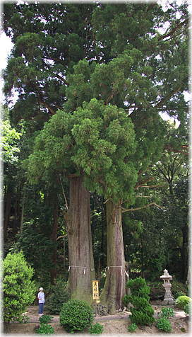 画像：岩附神社の夫婦杉（幹と並ぶ）