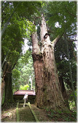 画像：影沢の大杉（幹と並ぶ）