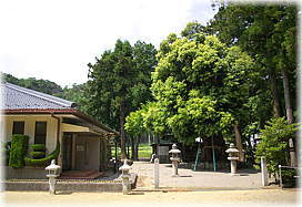 画像：加茂神社の神木（全景）
