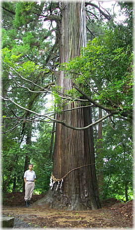 画像：日吉神社の大杉（幹と並ぶ）