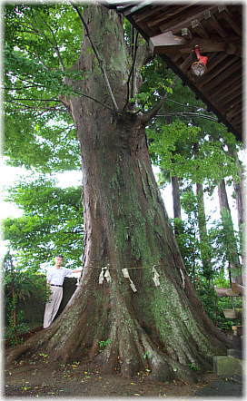画像：鹿島御子神社の大けやき（幹と並ぶ）