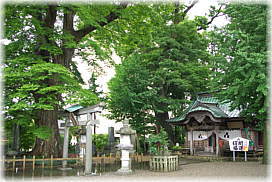 画像：鹿島御子神社の大けやき２本