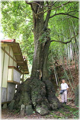 画像：鹿島神社のウラジロガシ（幹と並ぶ）