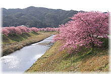 画像：青野川堤防の河津桜