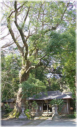 画像：吉佐美八幡神社のクスノキ