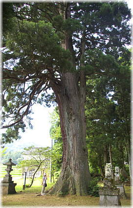 画像：木沢神社の大杉（７．３ｍ）