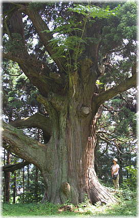 画像：久之木の大杉（幹と並ぶ）_1