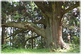画像：久之木の大杉（幹と並ぶ）_2