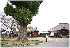 画像：壬生寺のイチョウ（幹と並ぶ）