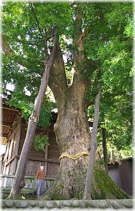 画像：熊野神社のクスノキ（幹と並ぶ）