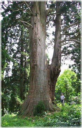 画像：長倉の大杉（幹と並ぶ）