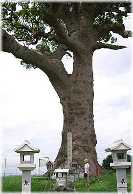 画像：長太の大樟（幹と並ぶ）