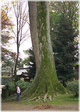 画像：野木神社のケヤキNo.1