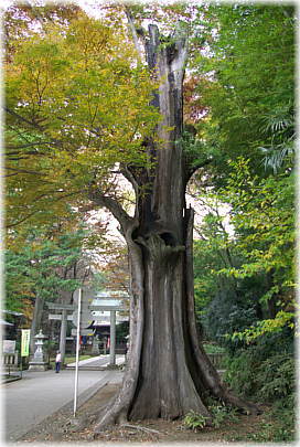 画像：野木神社のケヤキNo.2