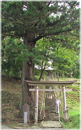 画像：小迫白山神社のスギ（幹と並ぶ）