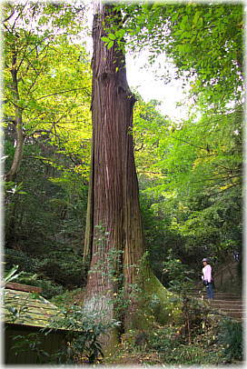 画像：太平山神社の御神木（幹と並ぶ）