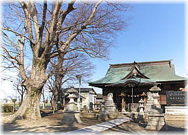 画像：大桑神社の欅