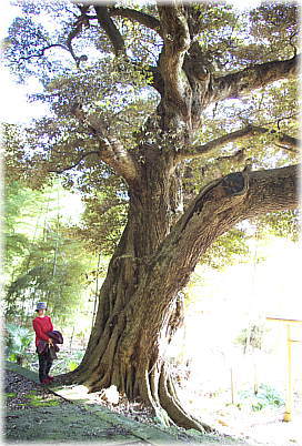 画像：雷電神社の椎の木（幹と並ぶ）_1