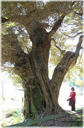 画像：雷電神社の椎の木（幹と並ぶ）_2