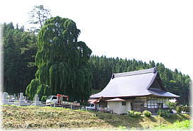 画像：瀧源寺のシダレカツラ（遠景）