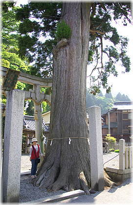 画像：枝折八幡神社のスギ（幹と並ぶ）