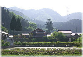 画像：枝折八幡神社のスギ（遠景）