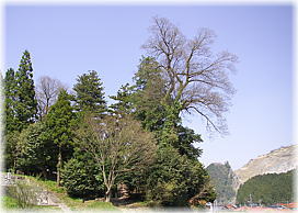 画像：洲河崎神社のムクノキ（遠景）